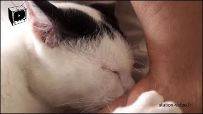 Est-ce qu'il te lèche ?