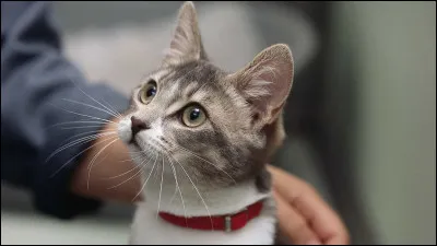 Est-ce que ton chat ronronne en ta présence ?