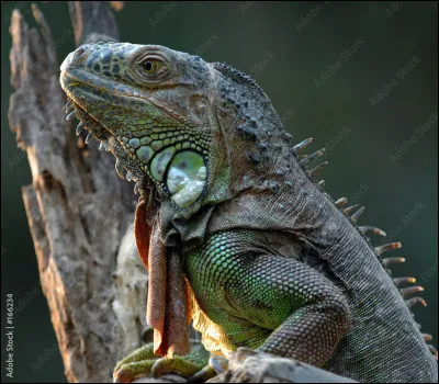 (facile pour la fin) comment s'appelle celui-ci ?