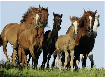 Comment appelle-t-on un groupe de chevaux ?