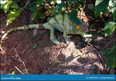 Comment reconnaitre un caméléon mâle d'une femelle ?