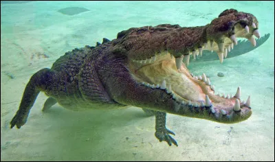 Comment différencier un crocodile d'un alligator ?