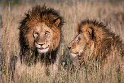 D'ailleurs, pourquoi l'appelle-t-on le roi des animaux ?