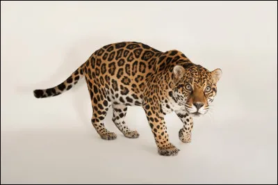À quel âge le bébé jaguar peut-il commencer à marcher ?