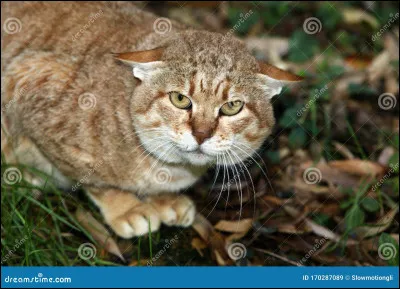 Finalement, Étoile Puissante, ton chef, décide de reporter votre baptême d'apprenti. Quelle est ta réaction ?