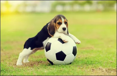 Combien de buts a arrêté, en 1 minute, ce beagle qui détient le record du monde ?