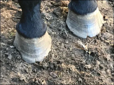 Qu'est-ce qu'un cure-pied en équitation ?