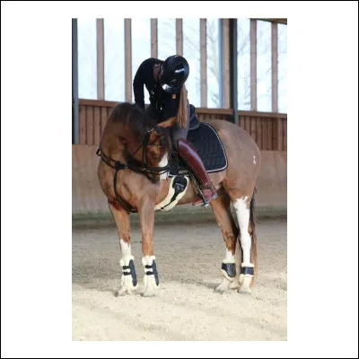 Qu'est-ce qu'une sangle en équitation ?