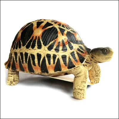 Quel est lâge de vie, en moyenne, de cet animal ?