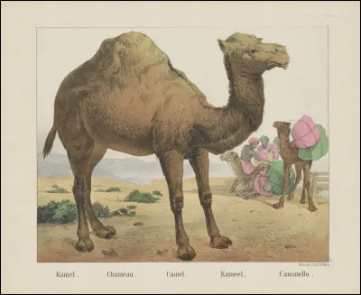 Quel est le nom de cet animal ?