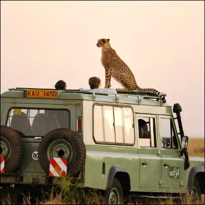 Lequel de ces animaux dAfrique fait partie des "Big Five", les cinq animaux les plus recherchés dans les safaris ?