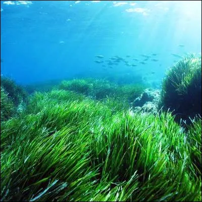 Quelle plante à fleurs présente dans la mer Méditerranée et sur les côtes dOcéanie, qui doit son nom à un dieu grec, joue un rôle important dans le stockage du carbone atmosphérique et l'oxygénation du milieu ?