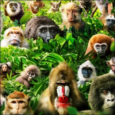 Quelle espèce de primate de la famille des hominidés serait apparue il y a 300000 ans selon les dernières découvertes archéologiques ?