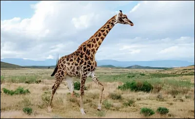 Combien existe-t-il d'espèces de girafes ?