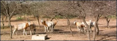 Quels sont les animaux les plus courants que l'on peut apercevoir dans les villes où les villages du Sénégal ?