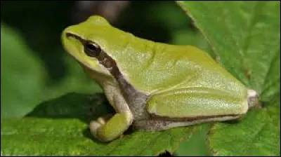 Vrai ou faux : la grenouille croasse.