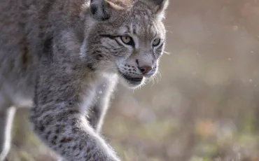 Quiz Animaux