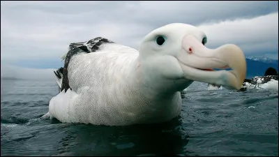 Quel est l'oiseau qui réalise le plus long voyage migratoire annuel ?