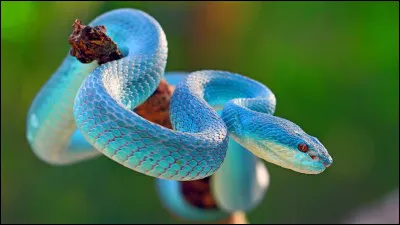 Quel est le seul continent où l'on ne trouve pas de serpents naturels ?