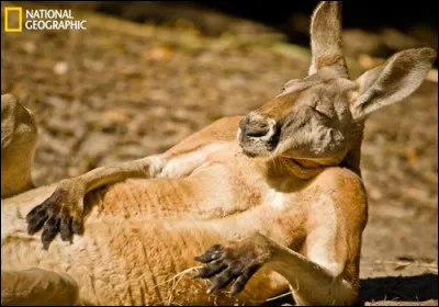 Quelle espèce de méduse est considérée comme "immortelle" en raison de sa capacité à rajeunir après la reproduction ?