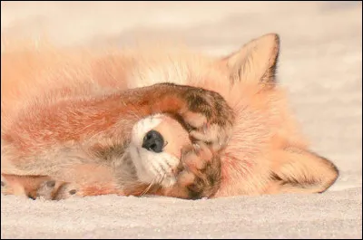 Quel est l'animal capable de produire la plus grande pression bite-force connue ?