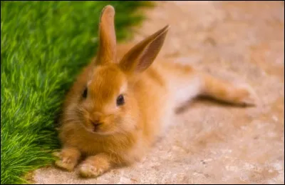 Quelle est la particularité du système digestif des lapins ?