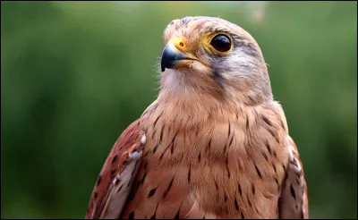Quel est l'oiseau de proie le plus grand au monde ?