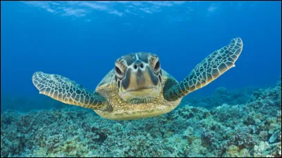 Quelle espèce de tortue est la plus grande au monde ?