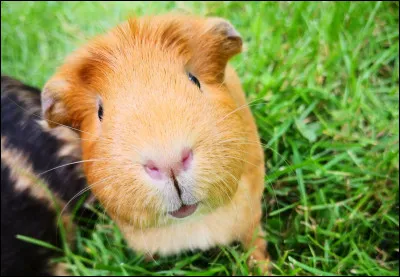 Quel animal a le plus grand cerveau par rapport à sa taille corporelle ?