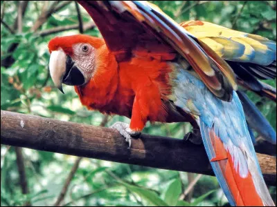 Quel est le seul mammifère capable de voler à l'envers ?