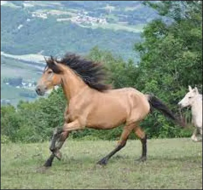 Et enfin, tu es plutôt :