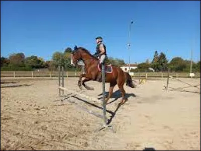 Comment galopes et sautes-tu ?