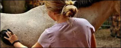 Sais-tu préparer ton cheval correctement ?