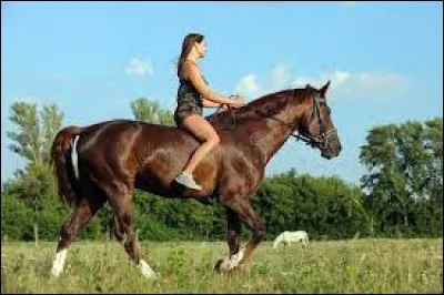 Sais-tu bien te débrouiller avec les rênes et les étriers ?