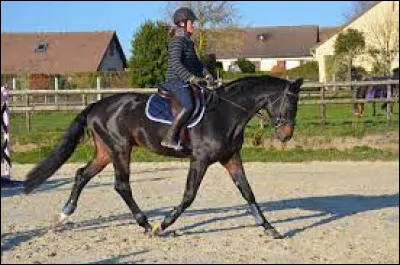 Es-tu à l'aise à toutes les allures et en équilibre ?