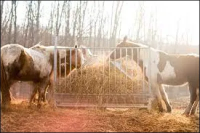 Sais-tu t'occuper du lieu de vie des chevaux ?