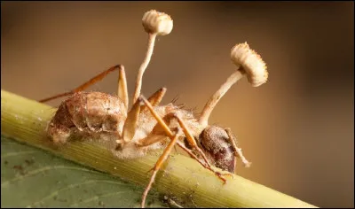 Comment est apparu le virus ?