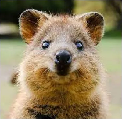 Où vit le quokka ?