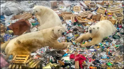 Quelles sont les alternatives aux énergies fossiles pour atténuer le réchauffement climatique ?