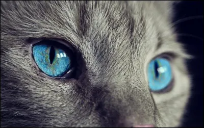 Combien de paupières les chats ont-ils par il ?