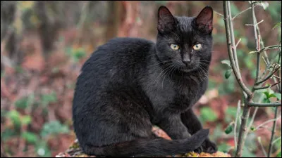 Quest-ce quun chat haret ?