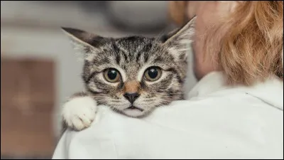 Quel est lâge minimum légal pour adopter un chaton en France ?