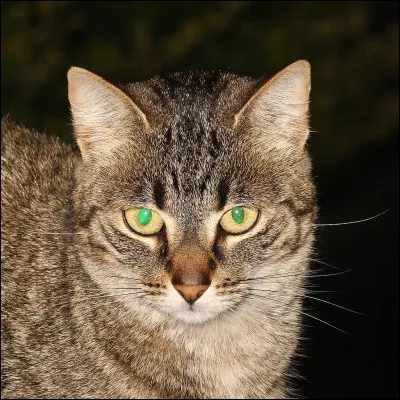 Pourquoi ce chat a-t-il les yeux brillants ?
