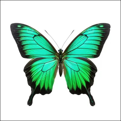 Je te dis "papillon".
Tu me dis :