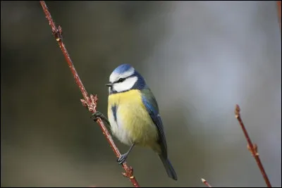 Je te dis "mésange", que me dis-tu ?