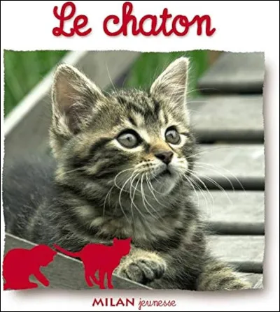 Comment te décrirais-tu ?