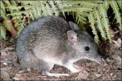Cet animal est-il un bandicoot ?