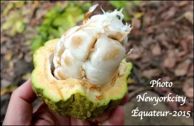 Quel et ce fruit en C, une baie qui contient les fêves de cacao utilisées pour la fabrication du chocolat ?