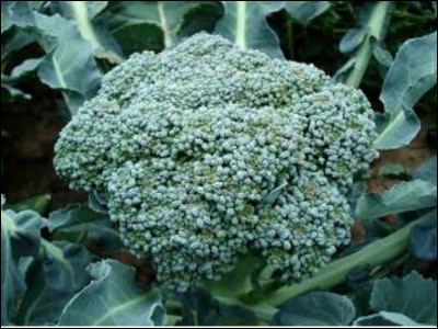Quel est ce type de plante en C, d'origine sicilienne, formée d'une tige ferme centrale ramifiée à des petits bouquets ?