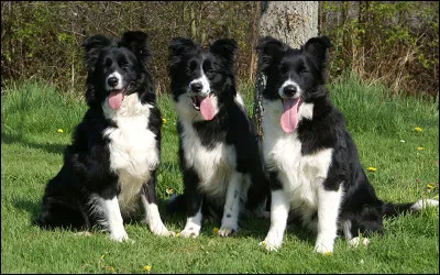 Combien as-tu ou voudrais-tu avoir d'animaux ?